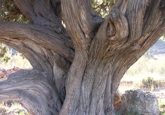 El común árbol