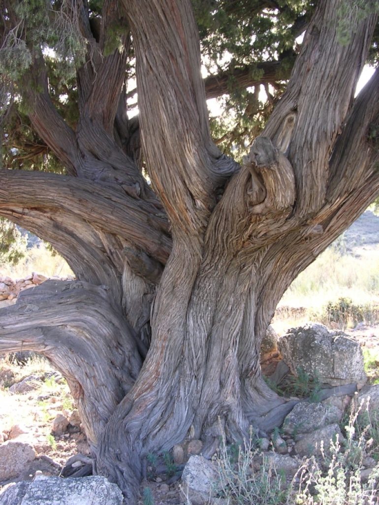 El común árbol