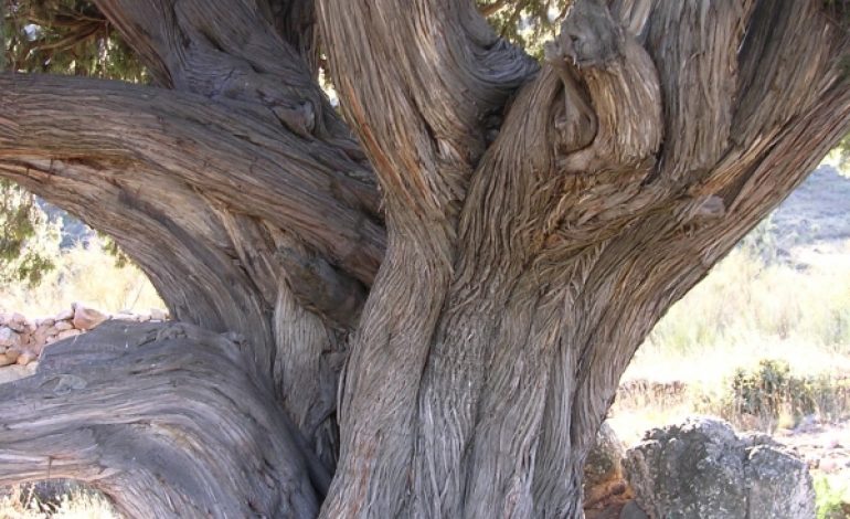 El común árbol