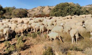 Aragón recibirá un complemento a la PAC de 924.281 € para los ganaderos