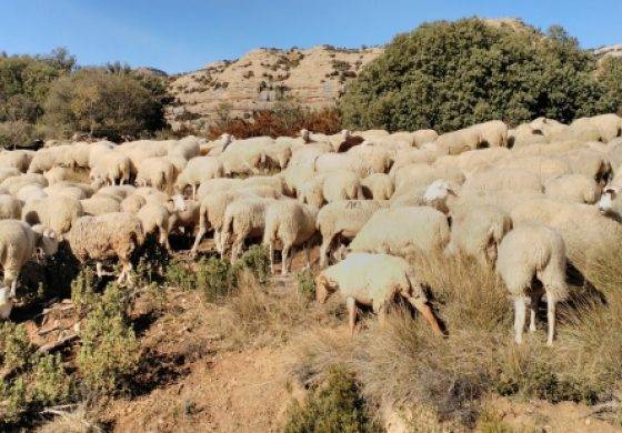 Los primeros ganaderos del Neolítico ya planificaban el ciclo de reproducción de las ovejas