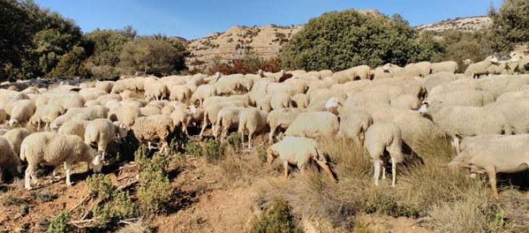 Los primeros ganaderos del Neolítico ya planificaban el ciclo de reproducción de las ovejas