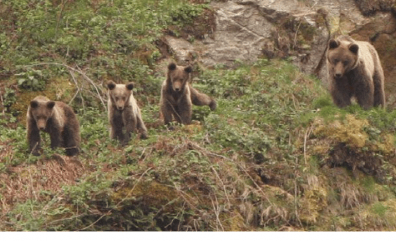 El levantamiento parcial del secreto del sumario por la muerte del oso Cachou confirma que murió envenenado