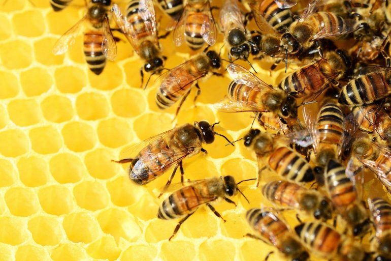 UAGA valora como desastrosa la campaña de la miel