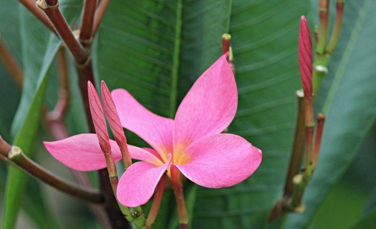 Regalar plantas es regalar vida