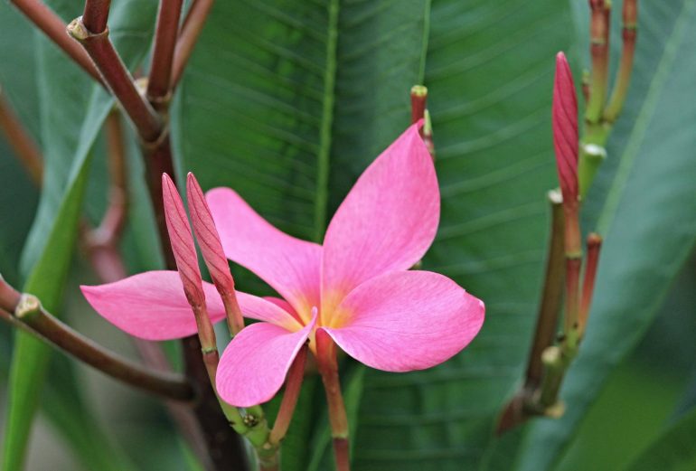 Regalar plantas es regalar vida