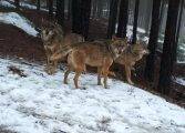 7 medidas para fomentar la coexistencia entre el lobo y la ganadería