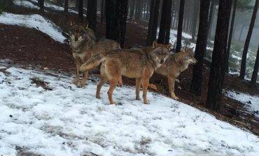 7 medidas para fomentar la coexistencia entre el lobo y la ganadería