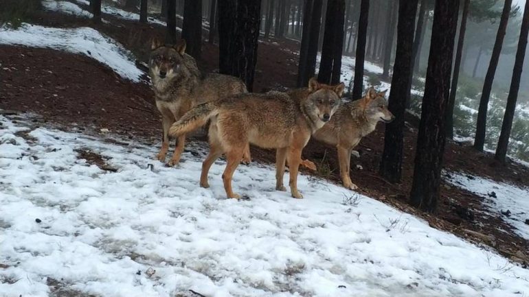 El PP llevará a la DPH la defensa de los ganaderos frente al lobo