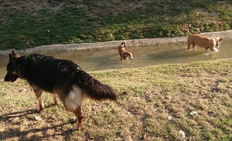 Ciudadanos plantea un horario para la suelta de perros por zonas de Huesca