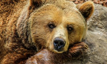 El oso y la serpiente