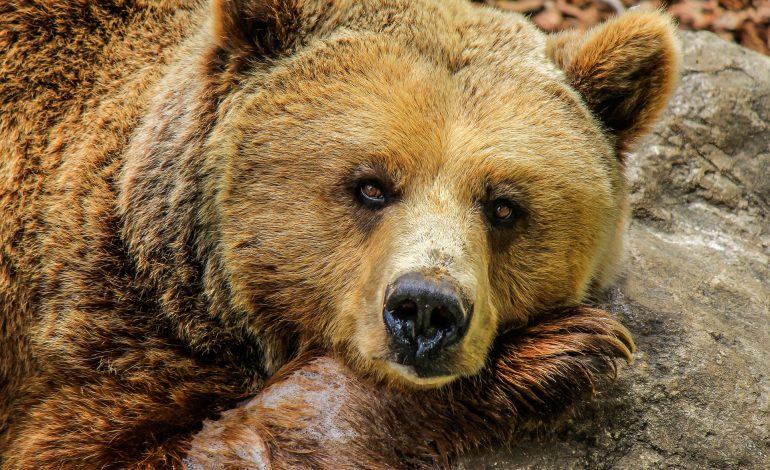 El oso y la serpiente