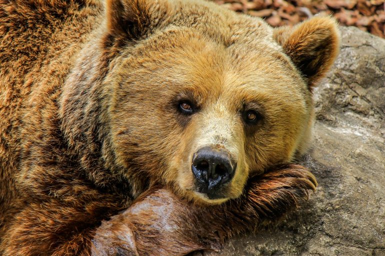 El oso y la serpiente