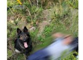 Encontrado desaparecido gracias al perro del GREIM de la Guardia Civil de Panticosa