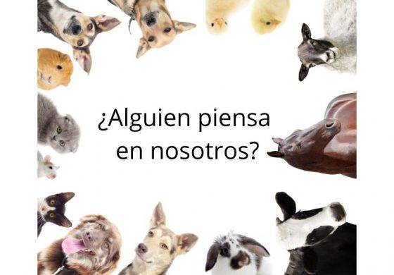 PACMA: Hoy entra en vigor "la Ley más inútil de la historia"