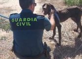 Guardia Civil rescata a un perro de ahogarse en el interior de una balsa de riego de Bolea
