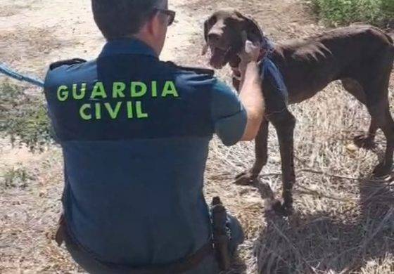 Guardia Civil rescata a un perro de ahogarse en el interior de una balsa de riego de Bolea
