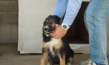 Cinco perros del Centro de Recogida de Animales de Huesca viajarán a Alemania