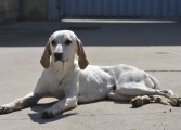 El círculo de Podemos Huesca presenta alegaciones para que los perros puedan seguir entrando a las zonas verdes de la ciudad
