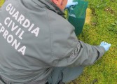 La Guardia Civil interviene 550 Kilos de productos ilegales para su impregnación en semillas