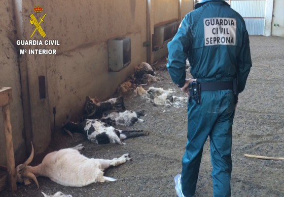 La Guardia Civil detiene a una ganadera por la muerte de cerca de 350 cabras por inanición