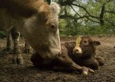 Jorge Ruiz del Olmo, con “Una nueva vida”, gana el VIII Concurso Fotográfico del Colegio de Veterinarios de Huesca