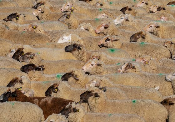 Loporzano SIN Ganadería Intensiva denuncia de nuevo en Bruselas la amenaza de la ganadería industrial para el medio rural