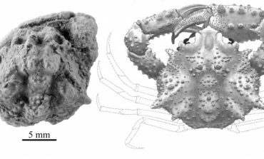 Descubierta una nueva especie de cangrejo fósil en el Pirineo aragonés