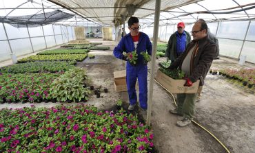 Más de 70 ayuntamientos ya han recogido las flores que lucirán en una nueva Campaña de la Flor de la DPH