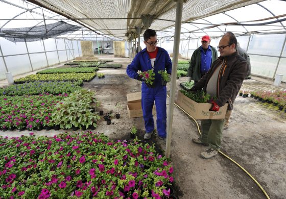 Más de 70 ayuntamientos ya han recogido las flores que lucirán en una nueva Campaña de la Flor de la DPH