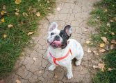 Las residencias para animales garantizan un cuidado integral a las mascotas del hogar