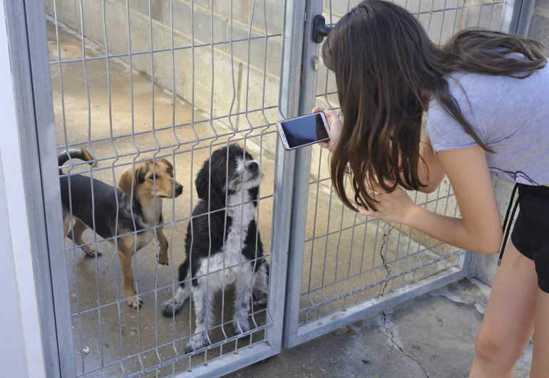 Ya son más de 200 los perros adoptados este año desde el centro de la DPH con más salidas internacionales