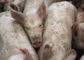 ¡Que siga la fiesta! Premios Porc D'or