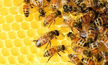 UAGA valora como desastrosa la campaña de la miel