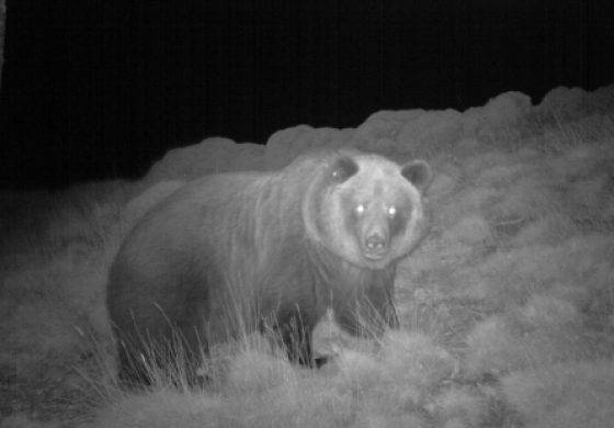 Reacciones de ONG españolas y francesas tras la muerte de Sarousse, Cachou y otro oso en Ariège