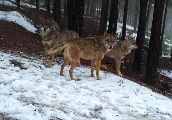 7 medidas para fomentar la coexistencia entre el lobo y la ganadería