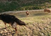 Ciudadanos plantea un horario para la suelta de perros por zonas de Huesca