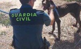 Guardia Civil rescata a un perro de ahogarse en el interior de una balsa de riego de Bolea